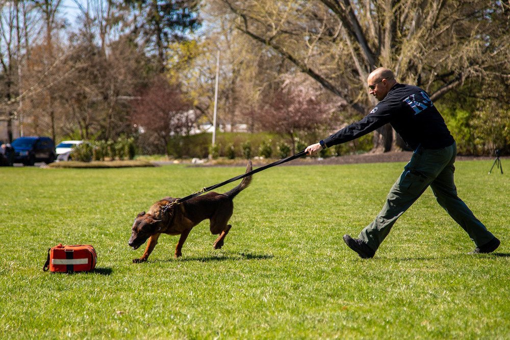A K-9 officer training, with dog sniffing a package on Rowan University's campus.
